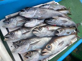 クロムツ炙り刺がうめぇ!!　深場五目で本命視されるわけだ