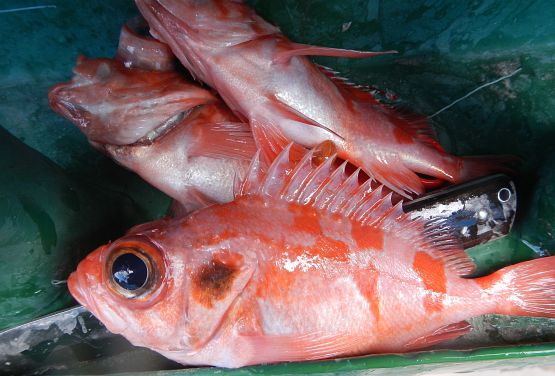 「また釣ってきたよ♪」。クロムツ最多記録を3倍更新でドヤ!!