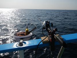 忠彦丸のウィリーの釣果を見たらここ数日潮流キュンキュン