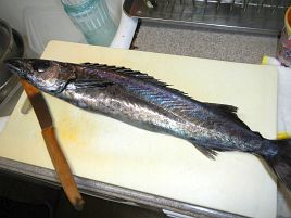 カゴカマスとクロシビカマスって食べると全く別の魚だったよ