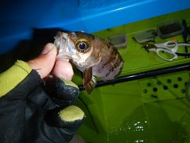 夜メバルでクロスビーズだと針を交換できる気がしないのだ