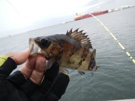 淡路島でできなかったこうゆう丸のサビキメバル気になるぞ