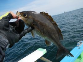 イサキは週休2日制？　目標の1/3しか釣れずにどよ～～ん