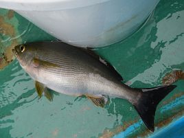 初島沖のイサキ始まってた。自己最大サイズ更新狙おかな