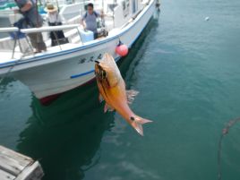 カイワリは船中1匹なんだもん…。宇佐美遠征2連続で貧果