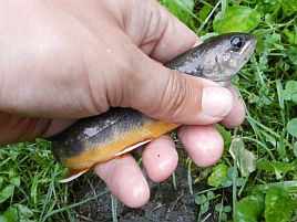 なんちゃって渓流釣りでオショロコマと子供に遊んでもらう