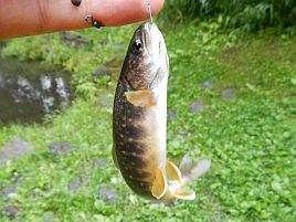 なんちゃって渓流釣りでオショロコマと子供に遊んでもらう