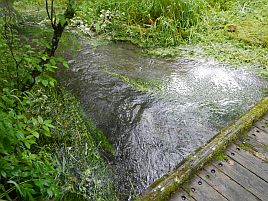 なんちゃって渓流釣りでオショロコマと子供に遊んでもらう