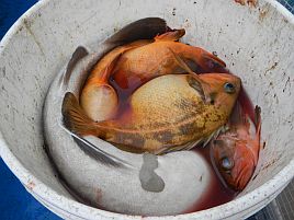 2年ぶりの釧路の沖を満喫。ただしアオゾイ明日にオアズケ