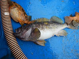 2年ぶりの釧路の沖を満喫。ただしアオゾイ明日にオアズケ