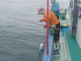 アオゾイを釣らせてやろうと海攻頑張る。でも釣れなかった