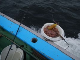 入れパク追い食いバリバリ。イサキ162匹に笑いが止まらん