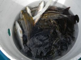 吹き流し仕掛けの枝間は釣れる魚の大きさの2.5倍必要？