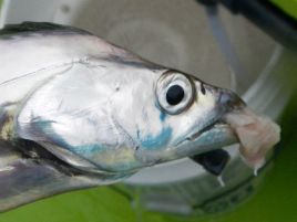 船上でムキー!!ってなったら負け。タチウオ迷宮に迷いこむ
