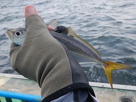 ちいさいアジ、ちいさいアジ、ちいさいアジだけ釣…～った♪