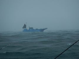 台風の中継かって時化海でたっのしーいカワハギ釣り大会