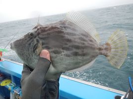 台風の中継かって時化海でたっのしーいカワハギ釣り大会