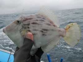 台風の中継かって時化海でたっのしーいカワハギ釣り大会