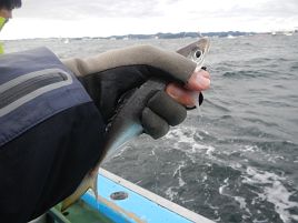 ダイ三元狙いも…中（マダイ）のみ。この釣り向いてないね