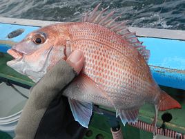 ダイ三元狙いも…中（マダイ）のみ。この釣り向いてないね