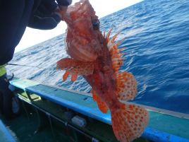 治久丸のカイワリ・オニカサゴリレーがすご～く気になるぞ