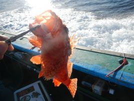 4年ぶり通算4匹目と5匹目のオニカサゴで2017初釣りは吉!!