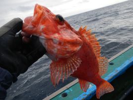 クロムツ人気で締切。今週末はオニカサゴ改め赤い魚五目