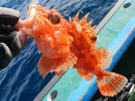 次にオニカサゴ釣れるのは4年後かも…サドンデスで散る!!