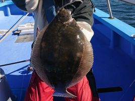 絶滅したと思い撤退してたが東京湾カレイ今年は釣れてる