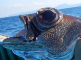 ムツとソイは縦糸嫌い。嫌う魚、厭わない魚の差って何だろ