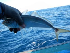 クロムツ3匹でまずまずも難敵のチビクロ、サバに大苦戦す