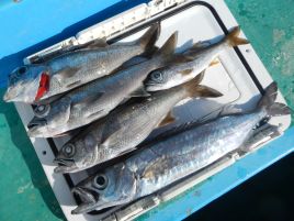 土曜日は凪そう!!　3週間ぶりの釣りは深場伝説始めるよ！