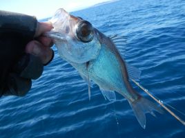 クロムツ3匹でまずまずも難敵のチビクロ、サバに大苦戦す