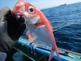 クロムツ10点。LT深場五目の釣果を採点する配点を考えた！