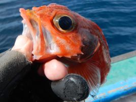 5本針にキンメ・キンメ・キンメ・シロムツ・メダイしたものの…