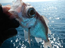 始まったよ、シロムツしか釣れない伝説がっ!!　今季お終い