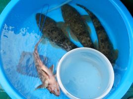 魚信少なめもヒット3本。昨年のマゴチの釣果を1日で超えた