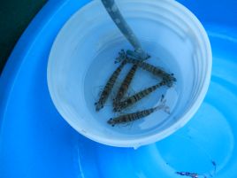 魚信少なめもヒット3本。昨年のマゴチの釣果を1日で超えた