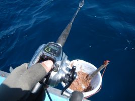 潮流も竿先も俺の心もキュンキュンしなかったウィリー五目