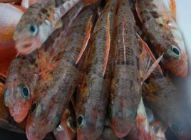 海底から10メートルでもヒメって…そんなに浮く魚だった？
