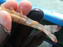 序盤魚信少なくジリジリするも3年ぶり3本目の本塁打マゴチ