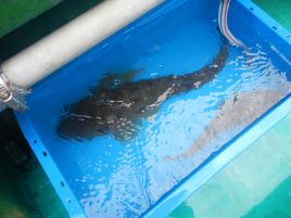 序盤魚信少なくジリジリするも3年ぶり3本目の本塁打マゴチ