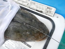 序盤魚信少なくジリジリするも3年ぶり3本目の本塁打マゴチ