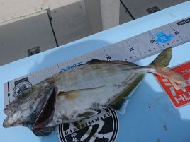 宇佐美で尺カイワリが釣れてる。イサキの次はカイワリだね