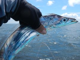 タチウオ釣りは麻雀の何を切るに似てる？　定石と奇手を