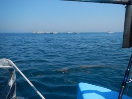 イサキってどうやったら釣れるんだっけ？　本気で忘れたぞ