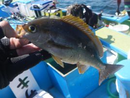 イサキってどうやったら釣れるんだっけ？　本気で忘れたぞ