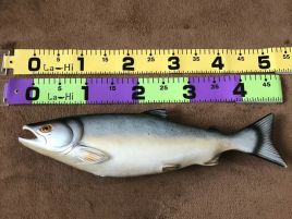 シトロエンの乗り物酔いしない眼鏡と魚が大きくなるメジャー