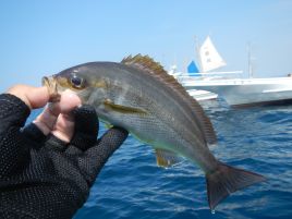 イサキってどうやったら釣れるんだっけ？　本気で忘れたぞ