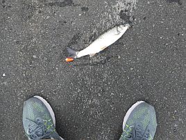 ご当地流には理由がある。無視するとウグイの呪いが発動